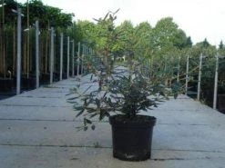 Sneeuwbal (Viburnum Bodnantense 'Dawn') 16 Sneeuwbal (Viburnum Bodnantense 'Dawn') -Groene Wereld 20130215100739 1