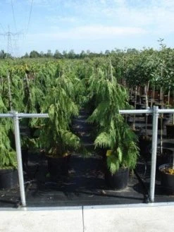 Cypres (Chamaecyparis Nootkatensis 'Pendula') -Groene Wereld 20130215102146 4 1