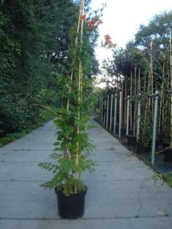 Trompetbloem (Campsis Tagliabuana 'Mme Galen') -Groene Wereld 20130215104653 9