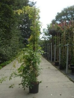 Blauwe Regen (Wisteria Sinensis) 17 Blauwe Regen (Wisteria Sinensis) -Groene Wereld 20130215105427 13