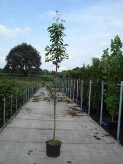 Krentenboom (Amelanchier Arborea 'Robin Hill') 10 Krentenboom (Amelanchier Arborea 'Robin Hill') -Groene Wereld 20130215113904 10