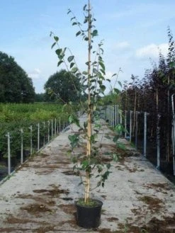 Witte Berk (Betula Utilis 'Doorenbos') -Groene Wereld 20130215114133 14