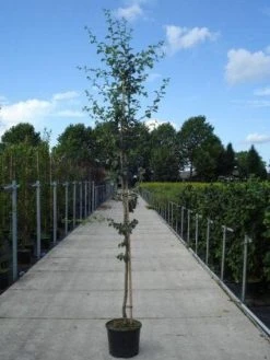 Rode Meidoorn (Crataegus Laevigata 'Paul's Scarlet') -Groene Wereld 20130215114625 14 1