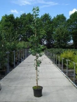 Japanse Notenboom (Ginkgo Biloba) -Groene Wereld 20130215114856 10