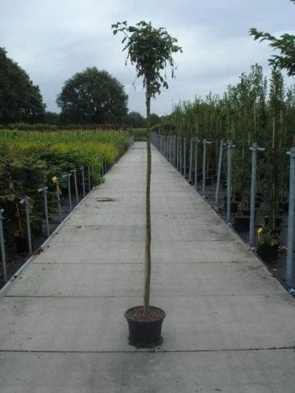Gouden Regen Als Boom (Laburnum Watereri 'Vossii') 4 Gouden Regen Als Boom (Laburnum Watereri 'Vossii') - Afbeelding 2