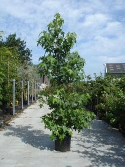 Amberboom Als Struik (Liquidambar Styraciflua) -Groene Wereld 20130215115312 7