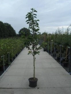 Beverboom (Magnolia Kobus) -Groene Wereld 20130215115339 7