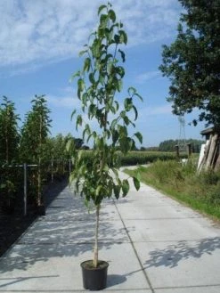 Beverboom (Magnolia Kobus) -Groene Wereld 20130215115408 19