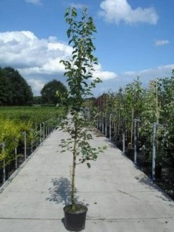 Chinese Sierpeer (Pyrus Calleryana 'Chanticleer') -Groene Wereld 20130215115633 19