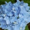 Hortensia Blauw (Hydrangea 'Forever&Ever') -Groene Wereld 20130312215137 1