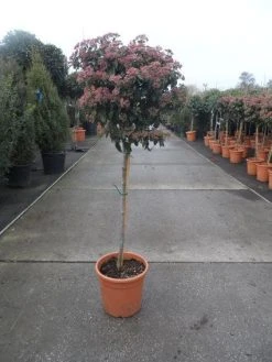 Sneeuwbal Op Stam (Viburnum Tinus 'Eve Price') -Groene Wereld 20130316135206 4