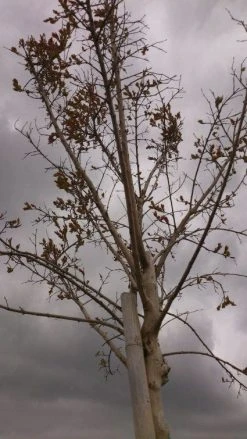 Roze Lagerstroemia Als Boom (Lagerstroemia Indica) -Groene Wereld 20130522141211 8 1