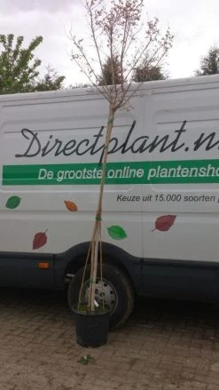 Roze Lagerstroemia Als Boom (Lagerstroemia Indica) -Groene Wereld 20130522141225 8 1