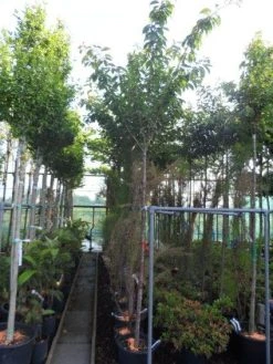 Japanse Sierkers (Prunus Serrulata 'Kanzan') -Groene Wereld 20130703100803 16 1