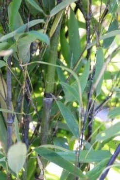 Bamboe (Phyllostachys Nigra) -Groene Wereld 20130906145730 13