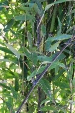 Bamboe (Phyllostachys Nigra) -Groene Wereld 20130906145754 13