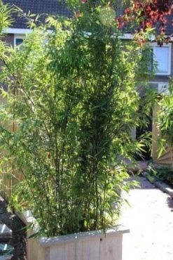 Bamboe (Phyllostachys Nigra) -Groene Wereld 20130906145917 13