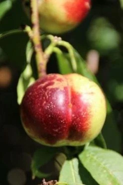 Nectarine (Prunus Persica Nucipersica) -Groene Wereld 20130906151632 2