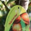 Nectarine (Prunus Persica Nucipersica) -Groene Wereld 20130906151801 2 1