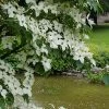 Kornoelje (Cornus Kousa 'China Girl') -Groene Wereld 20160612 161509 resized