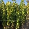 Druif (Vitis Vinifera 'Alphonse Lavalle') -Groene Wereld 20180920 joha ord t2 335 1