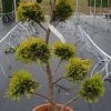 Cupressocyparis Als Bonsai (Cupressocyparis Leylandii 'Gold Rider') 1 Cupressocyparis Als Bonsai (Cupressocyparis Leylandii 'Gold Rider') -Groene Wereld 20190115 160738