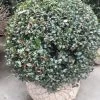 Hulst In Bolvorm (Ilex Altaclerensis ‘Camelliifolia’) -Groene Wereld 20190116 142329 resized 1