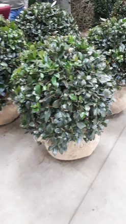 Hulst In Bolvorm (Ilex Altaclerensis ‘Camelliifolia’) -Groene Wereld 20190116 142348 resized 1