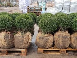 Japanse Hulst In Bolvorm (Ilex Crenata 'Caroline Upright') 5 Japanse Hulst In Bolvorm (Ilex Crenata 'Caroline Upright') -Groene Wereld 20190207 123828