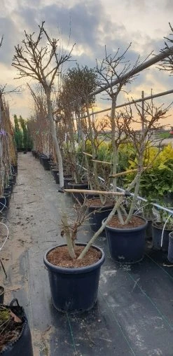 Amberboom Als Bonsai (Liquidambar 'Gum Ball') -Groene Wereld 20190212 165109 resized