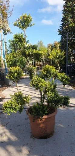 Japanse Hulst Als Bonsai (Ilex Crenata 'Kinme') -Groene Wereld 20190514 085520 resized