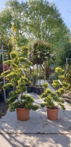 Japanse Hulst Als Bonsai (Ilex Crenata 'Kinme') -Groene Wereld 20190514 085634 resized