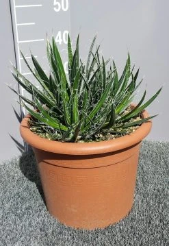 Winterharde Agave (Agave Shidigera) -Groene Wereld 20190628 114010 resized