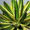 Winterharde Agave (Agave Lophanta 'Quadricolor') -Groene Wereld 20190628 114416 resized