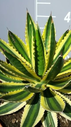 Winterharde Agave (Agave Lophanta 'Quadricolor')