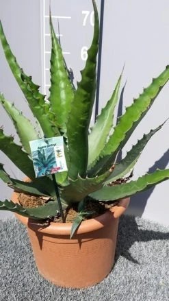 Winterharde Agave (Agave 'Gentryi Jaws') -Groene Wereld 20190628 114610 resized