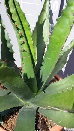 Winterharde Agave (Agave 'Gentryi Jaws') -Groene Wereld 20190628 114632 resized