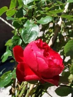 Klimroos (Rosa 'Amadeus') -Groene Wereld 20190629 130654 1