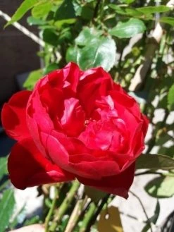 Klimroos (Rosa 'Amadeus') -Groene Wereld 20190629 130707 1