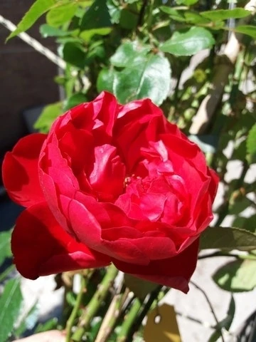 Klimroos (Rosa 'Amadeus') 5 Klimroos (Rosa 'Amadeus') - Afbeelding 3