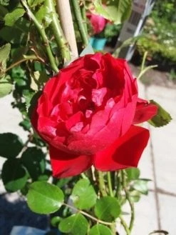 Klimroos (Rosa 'Amadeus') -Groene Wereld 20190629 130841 1