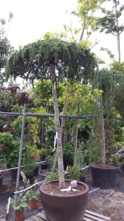 Ceder Als Dakboom (Cedrus Deodara 'Pendula') -Groene Wereld 20190712 120943