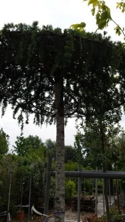 Ceder Als Dakboom (Cedrus Deodara 'Pendula') -Groene Wereld 20190712 120955 1