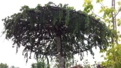 Ceder Als Dakboom (Cedrus Deodara 'Pendula') -Groene Wereld 20190712 121003 1