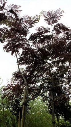 Perzische Slaapboom Als Boom (Albizia Julibrissin 'Summer Chocolate') -Groene Wereld 20190712 123113