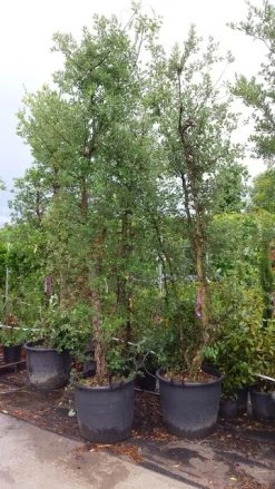 Kurkeik Meerstammig (Quercus Suber) 33 Kurkeik Meerstammig (Quercus Suber) -Groene Wereld 20190712 151928 1