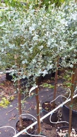 Eucalyptus Op Stam (Eucalyptus Gunnii) -Groene Wereld 20190712 152539