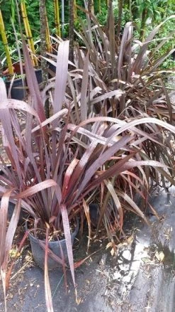 Nieuw Zeelands Vlas (Phormium Tenax 'Purpureum') -Groene Wereld 20190712 152646 2