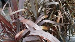 Nieuw Zeelands Vlas (Phormium Tenax 'Purpureum') -Groene Wereld 20190712 152706 2