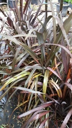 Nieuw Zeelands Vlas (Phormium Tenax 'Purpureum') -Groene Wereld 20190712 152733 2